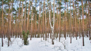 Puszcza Kampinoska Puszcza Kampinoska
