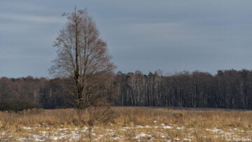 Puszcza Kampinoska - Kanał Zaborowski Puszcza Kampinoska