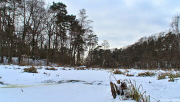 Puszcza Kampinoska - Kanał Zaborowski Puszcza Kampinoska - Kanał ZaborowskiPuszcza Kampinoska - Kanał Zaborowski