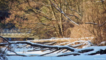 Puszcza Kampinoska - kanał Zaborowski Puszcza Kampinoska - kanał Zaborowski