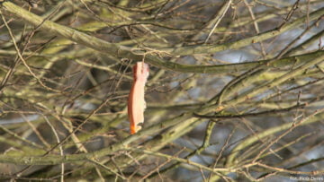 Puszcza Kampinoska - słonina na drzewie Puszcza Kampinoska - słonina na drzewie