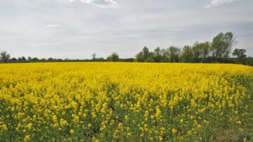 Grudziądz Pole rzepaku
