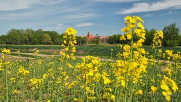 Grudziądz Pole rzepaku