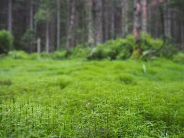 Tatrzański Park Narodowy