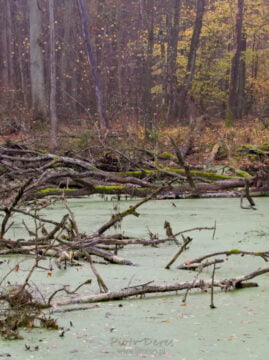 Staw przy Groblowej drodze