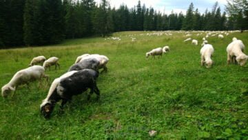 Zakopane owce Zakopane owce