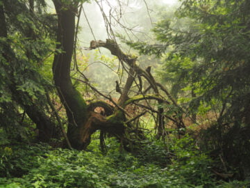 Czarny szlak na Lubomir