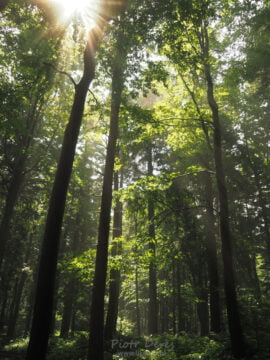Czarny szlak na Lubomir