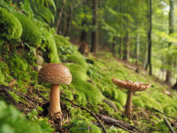 Czarny szlak na Lubomir