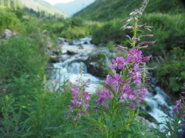 Starorobociański Potok