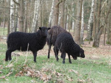 Puszcza Kampinoska Owce