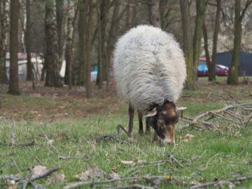 Puszcza Kampinoska Owca