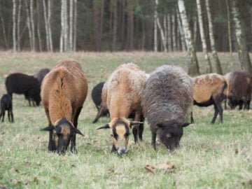 Puszcza Kampinoska Owce