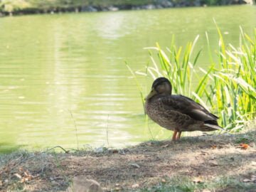 Kamienna Góra Zalew