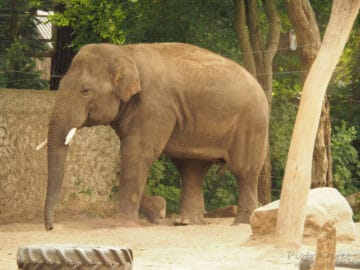 Słoń w Miejskim Ogrodzie Zoologicznym w Płocku Słoń w Miejskim Ogrodzie Zoologicznym w Płocku