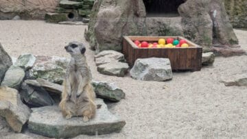 Surykatnka w Miejskim Ogrodzie Zoologicznym w Płocku Surykatnka w Miejskim Ogrodzie Zoologicznym w Płocku