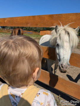 Zagroda Zabłocie Kucyk
