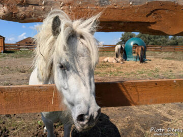 Zagroda Zabłocie Kucyk