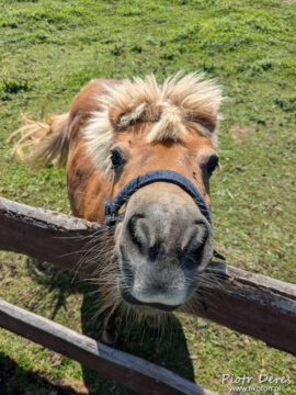Zagroda Zabłocie Kucyk