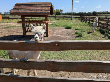 Zagroda Zabłocie Alpaka