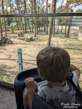 Miejski Ogród Zoologiczny w Łodzi - Jaś