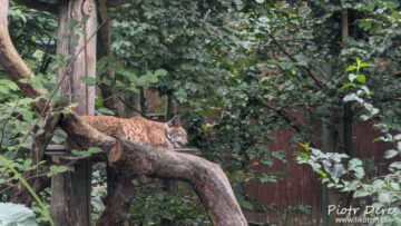 Miejski Ogród Zoologiczny w Łodzi - ryś