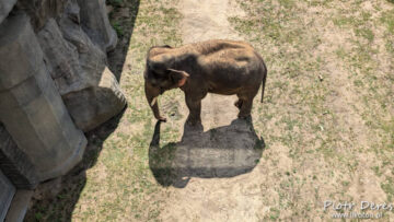 Miejski Ogród Zoologiczny w Łodzi - słoń