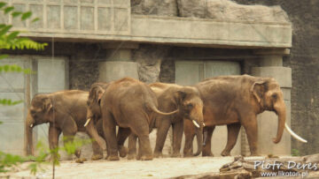 Miejski Ogród Zoologiczny w Łodzi - słonie