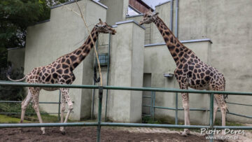 Miejski Ogród Zoologiczny w Łodzi - żyrafy