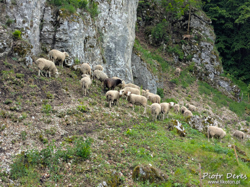 Owce w Dolinie Prądnika