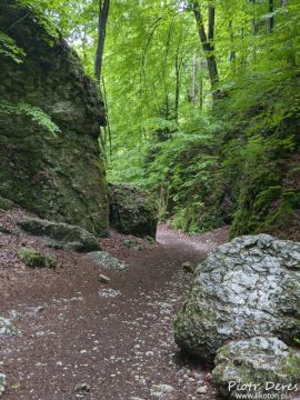 Wąwóz Ciasne skałki