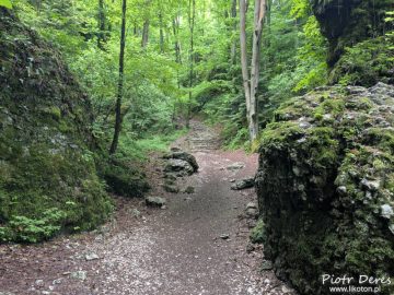 Wąwóz Ciasne skałki