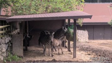 Ogród Zoologiczny w Krakowie