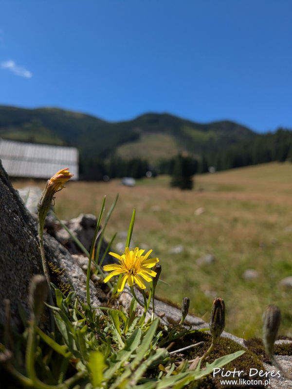 Polana Chochołowska