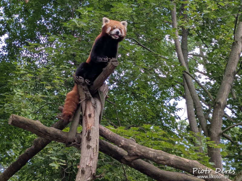 Toruń Panda mała w Ogrodzie Zoologicznym